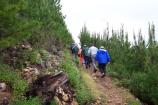 Hiking Trails: One of the best ways to learn about wildland fire is to hike through an area that has recently burned. Numerous trails run through the area in Point Reyes National Seashore that burned during the Vision Fire in 1995. These visitors are walking through a stand of regenerating Bishop pine trees.