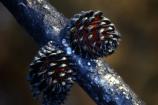 Bishop Pine Cones: Bishop pine trees have resin-sealed 