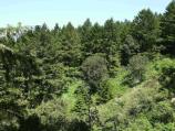 Dense Fuels: Dense fuels are found in the Douglas fir forests on Invereness Ridge. Lack of fire has allowed fuel to accumulate. Mechanical fuel removal will be needed before prescribed fire can be introduced into areas such as this.