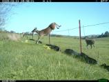 Black-tailed deer jumping a fence.