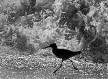 Willet wading through breaking wave at Marshall's Beach.