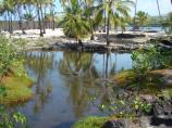 Royal Fish Pond