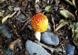 Amanita muscaria