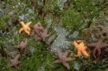 Ochre sea stars submerged in a tide pool.
