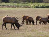 bull elk grazing on meadow
