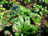 Clintonia's deep pink trumpet-shaped flowers ripen into dark blue berries by July.