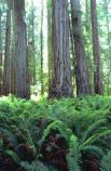 Coast redwood (Sequoia sempervirens) and sword ferns.