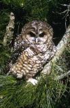 Spotted owl sitting in a redwood tree.