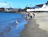 Snowy egret and kids enjoying the beach.