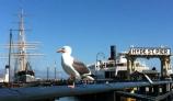 Western gull standing on the Hyde Street Pier railing.