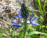 A camas blossom at American Camp.
