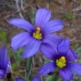 Blue-eyed Grass Sisyrinchium bellum Circle X Ranch: Grotto trail, valley grassland, 4-5-04.