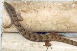 Alligator lizard caught during a pitfall trap survey in the Santa Monica Mountains.
