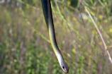 Yellowbelly racer, Santa Monica Mountains