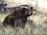 This black bear was taking a break from munching acorns in the Foothills of Sequoia National Park