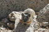 Very cute Pika with grass in it's mouth in the high sierra of Sequoia and Kings Canyon National Parks