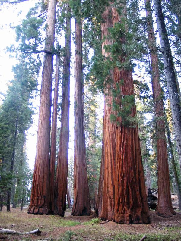cluster of sequoias