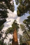 Looking up among giants in Grant Grove, Kings Canyon National Park