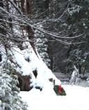 Wreath at the base of the General Grant Tree during Trek to the Trees celebration