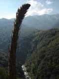 A yucca begins to bloom along the Middle Fork Trail