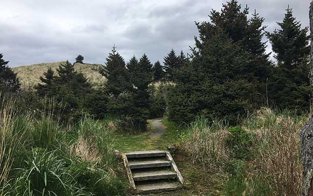 Four wooden steps leading to a trail that winds through shrubby spruce trees.