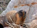 Winter Ecology Ranger Minute