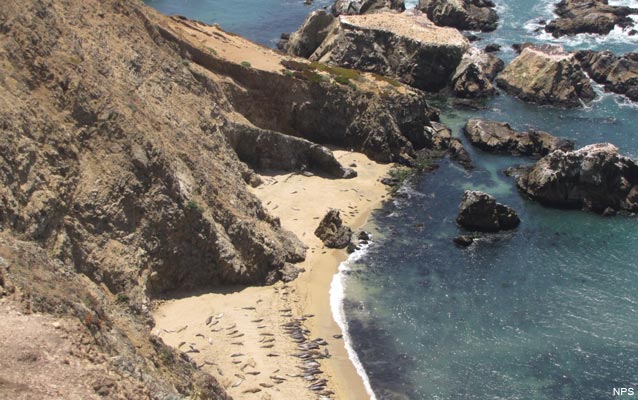A view from above of the main elephant seal colony at Point Reyes Headlands.