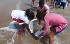Three children using equipment to capture mole crabs in the surf