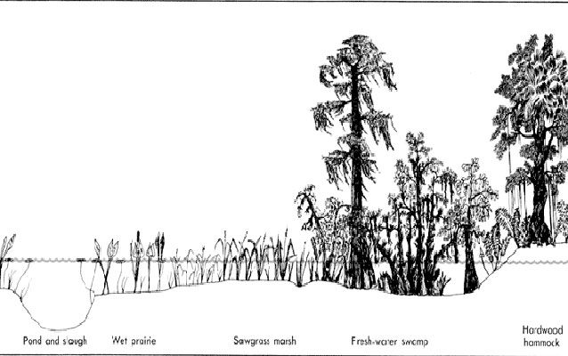 Habitats of the swamp