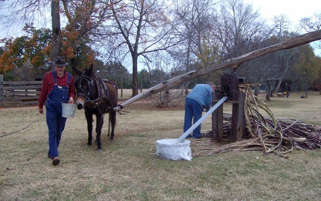 Making cane syrup.