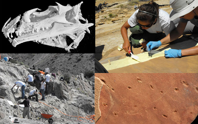 Four images of paleontological research in Dinosaur National Monument