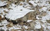 Can you find the bobcat in this photo? 