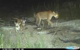 Photo of mountain lion and cubs by wildlife camera, Saguaro National Park 