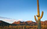 View of saguaro cactus in Saguaro National Park