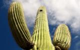 Photograph of a saguaro cactus, looking upwards from the base towards a cloudy sky. 