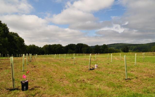 New trees planted at Valley Forge National Historical Park