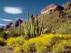 Even small changes in temperature and precipitation can affect sensitive desert plants and animals.