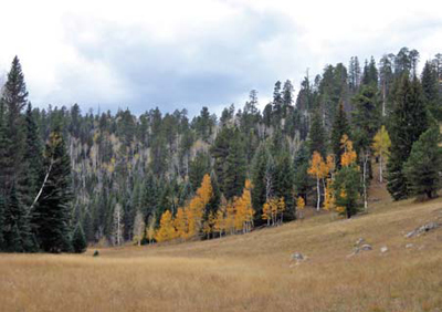 High-elevation ecosystems, like this mixed conifer forest, are particularly sensitive to warming.