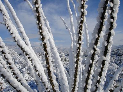 Ocotillo in snow, Saguaro NP