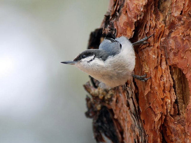 The pygmy nuthatch may lose enough of its long-needled pine habitat to drive it close to extinction.