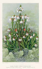 painting of a small, green plant with white and pink flowers