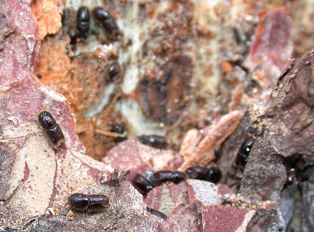 Pinyon Ips beetles increase in numbers during droughts and attack already struggling pinyon pines.