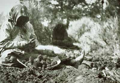 Harvesting pinyon nuts, an important source of nutrition for early residents of the Southwest.