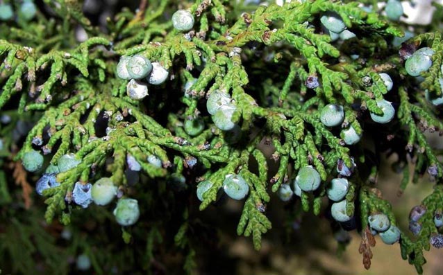 Rocky Mountain juniper relies on seed/berry production and dispersal to reproduce.