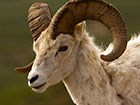 Close up of sheep face and horns