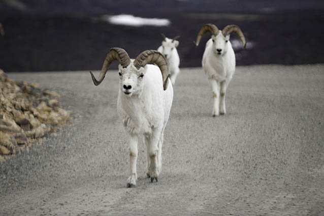 A group of three dall sheep walk down a dirt road