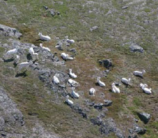 Aerial image of a group of white colored sheep on a mountaintop
