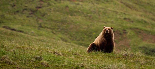 large brown bear sitting on a hillside