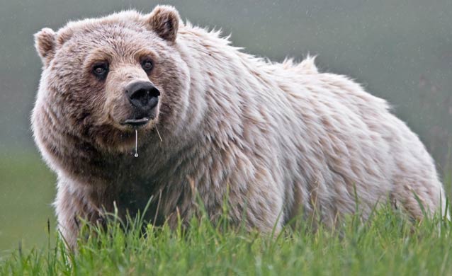 a large grizzly bear standing in grass, with a drip of saliva from its mouth
