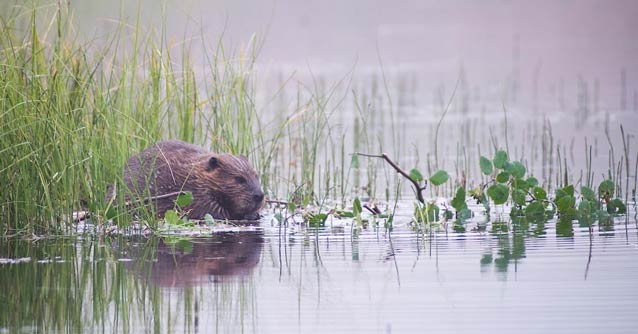 beaver in shallow water chewing on a tree branch